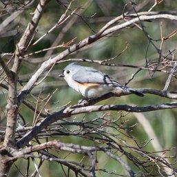 Tufted Titmouse