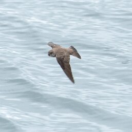 Northern Rough-winged Swallow
