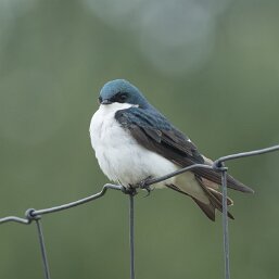 Tree Swallow