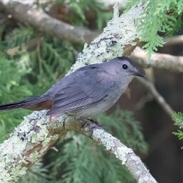 Gray Catbird