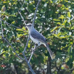 Northern Mockingbird