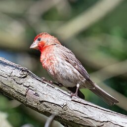 House Finch