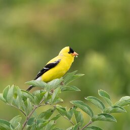 American Goldfinch