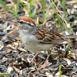 Chipping Sparrow