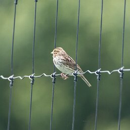 Savannah Sparrow