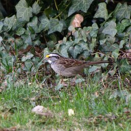 White-throated Sparrow