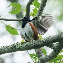Eastern Towhee