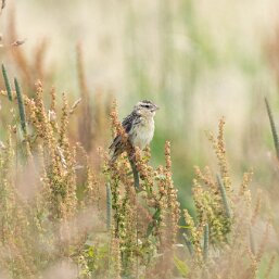 Bobolink