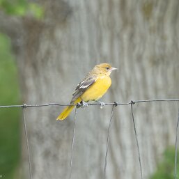 Baltimore Oriole