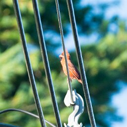 Cardinals and allies