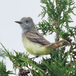Great Crested Flycatcher