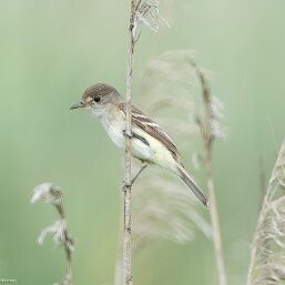 Passerines