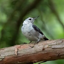 Nuthatchers