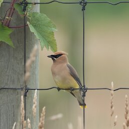 Waxwings