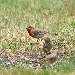 Finches and allies