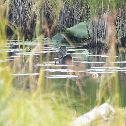 Waterfowl