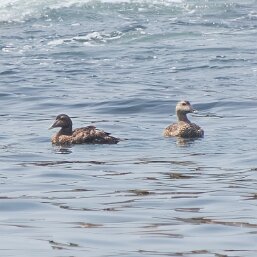 Common Eider