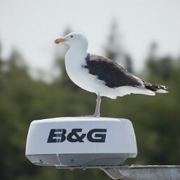 Great Black-Backed Gull