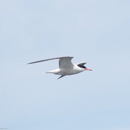 Common Tern