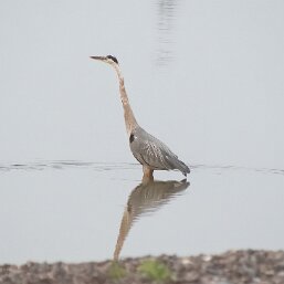 Pelicans, Herons, and Egrets