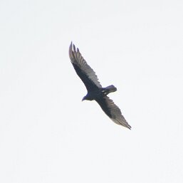 New World Vultures