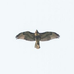 Osprey, Hawks and Eagles