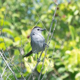 Gray Catbird