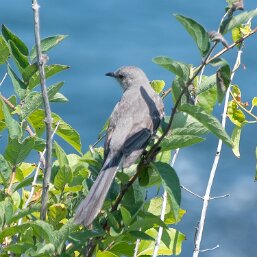 Northern Mockingbird