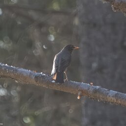 Thrushes and Bluebirds