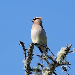 Passerines