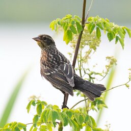 New World Blackbirds and Orioles