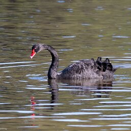 True Swans