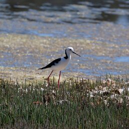 Pied Stilt