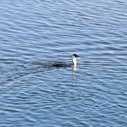 Black-faced Cormorant