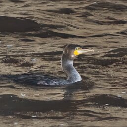 Great Cormorant