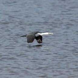 Pied Cormorant