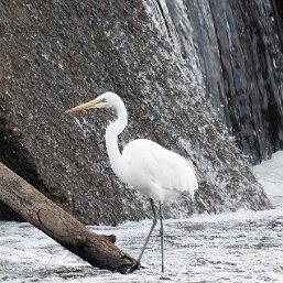 Great Egret