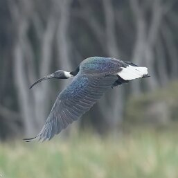 Straw-necked Ibis