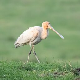 Yellow-billed Spoonbill