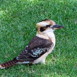 Laughing Kookaburra