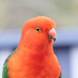 King-Parrots