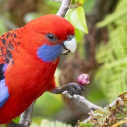 Crimson Rosella