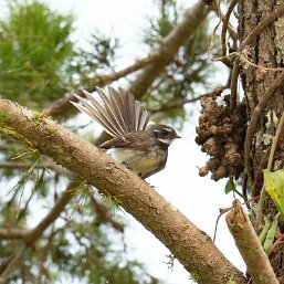 Gray Fantail