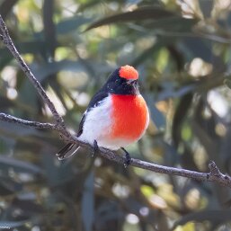 Red-capped Robin