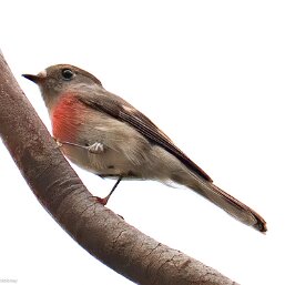 Rose Robin