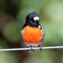 Australasian Robins