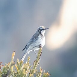 Gliciphila Honeyeaters