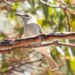 Lichmera Honeyeaters