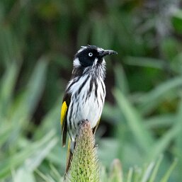 New Holland Honeyeater