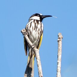White-cheeked Honeyeater